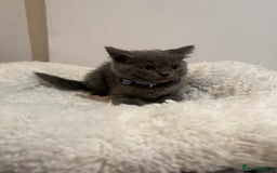 British Longhair cats for sale: Pure blues  - Image 13