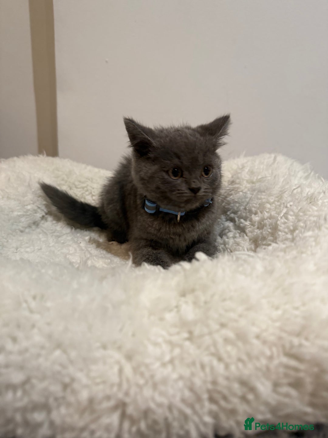 British Longhair cats for sale: Pure blues  - Image 13