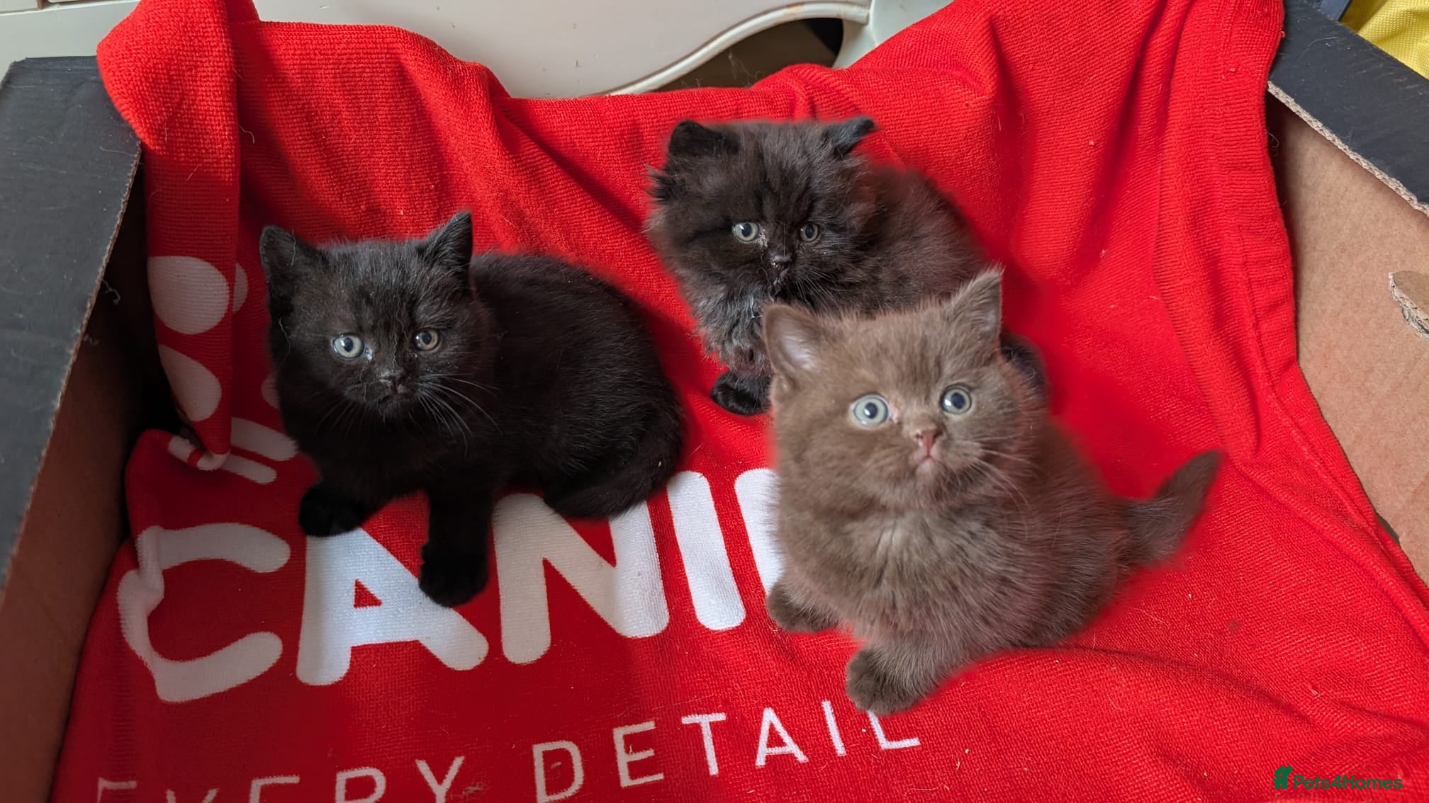 British Longhair cats Beautiful British Longhair & Shorthair Kittens 🐾 - Advert 5