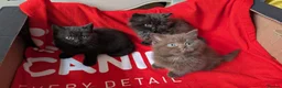 British Longhair cats for sale: Beautiful British Shorthair & Longhair Kittens 🐾 - Advert 1