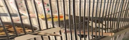 Cockatiels birds for sale: Cockatiels for sale in Watford - Advert 4