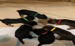 Lakeland Terrier dogs for sale: Lakeland Terrier pups - working style black & tan! - Image 16