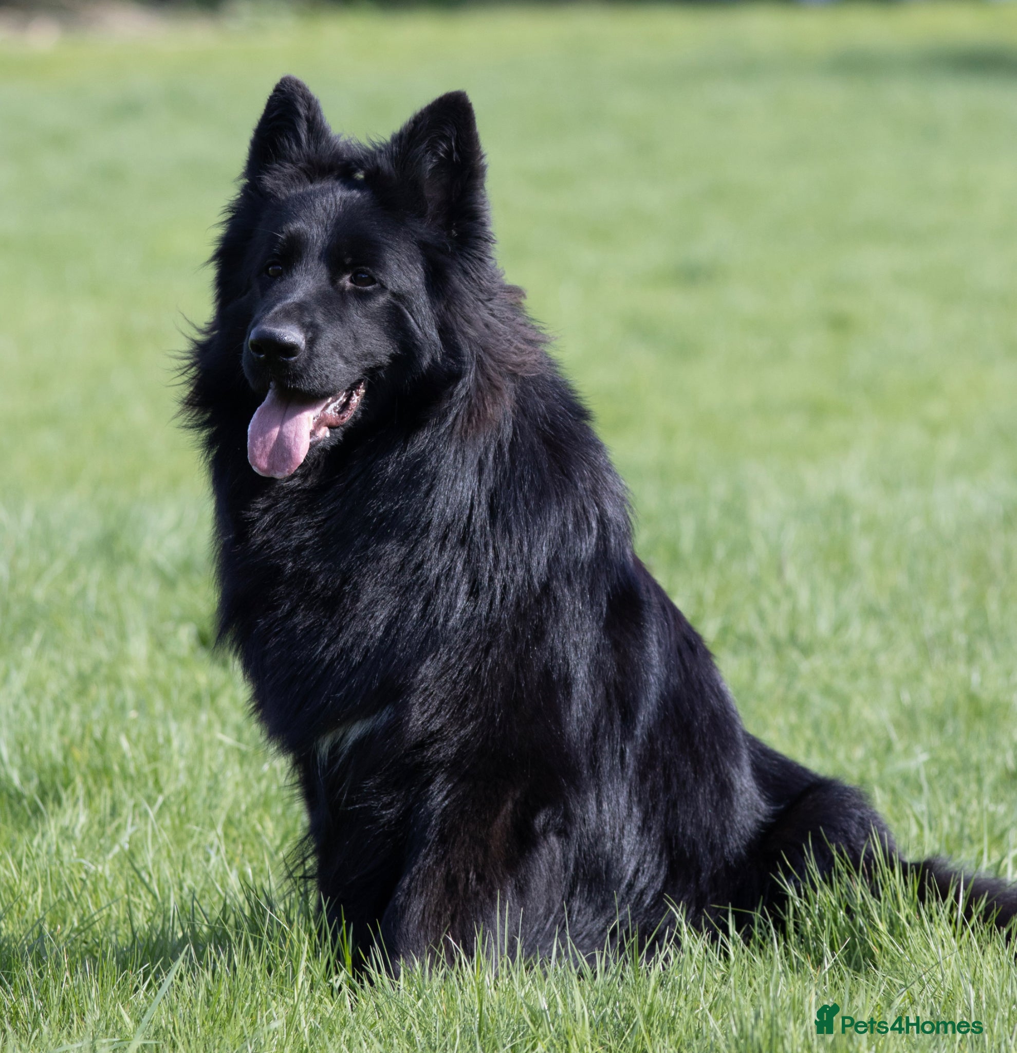 German Shepherd dogs for stud: Superb Long Coat Solid Black KC Reg  *STUD* - Advert 1