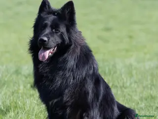 German Shepherd dogs for stud: Superb Long Coat Solid Black KC Reg *STUD* - Advert 1