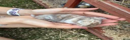 Mixed Breed rabbits for sale: Rabbits for sale - Advert 16