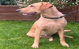 Labrador Retriever dogs for sale: Loving friendly three year old Labrador bitch  - Image 4