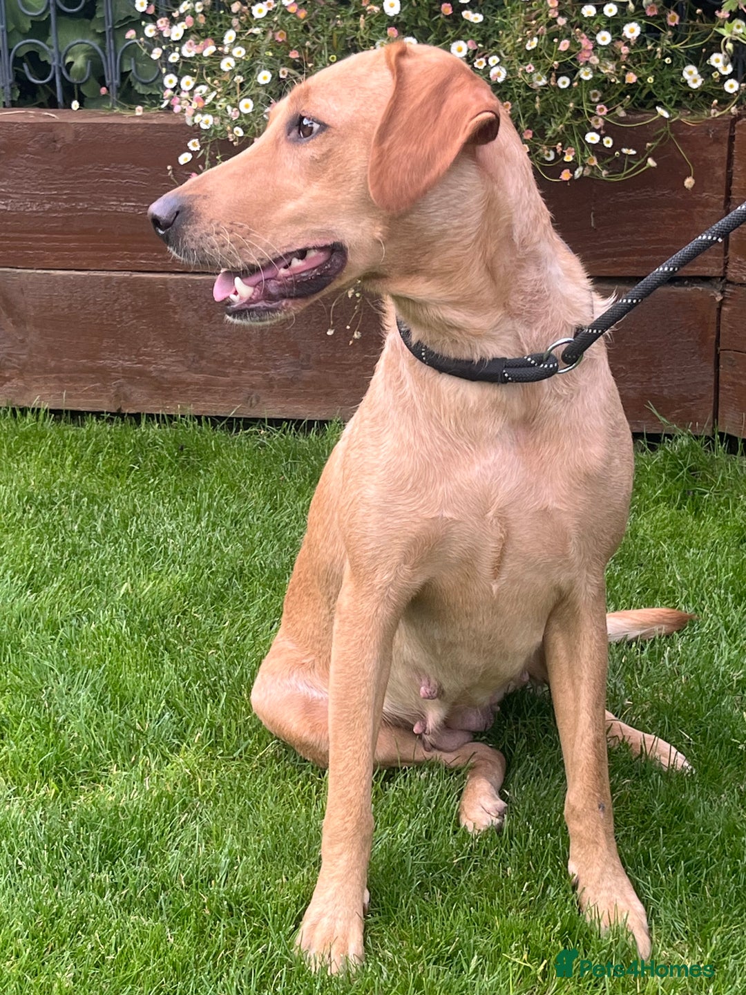 Labrador Retriever dogs for sale: Loving friendly three year old Labrador bitch  - Image 4
