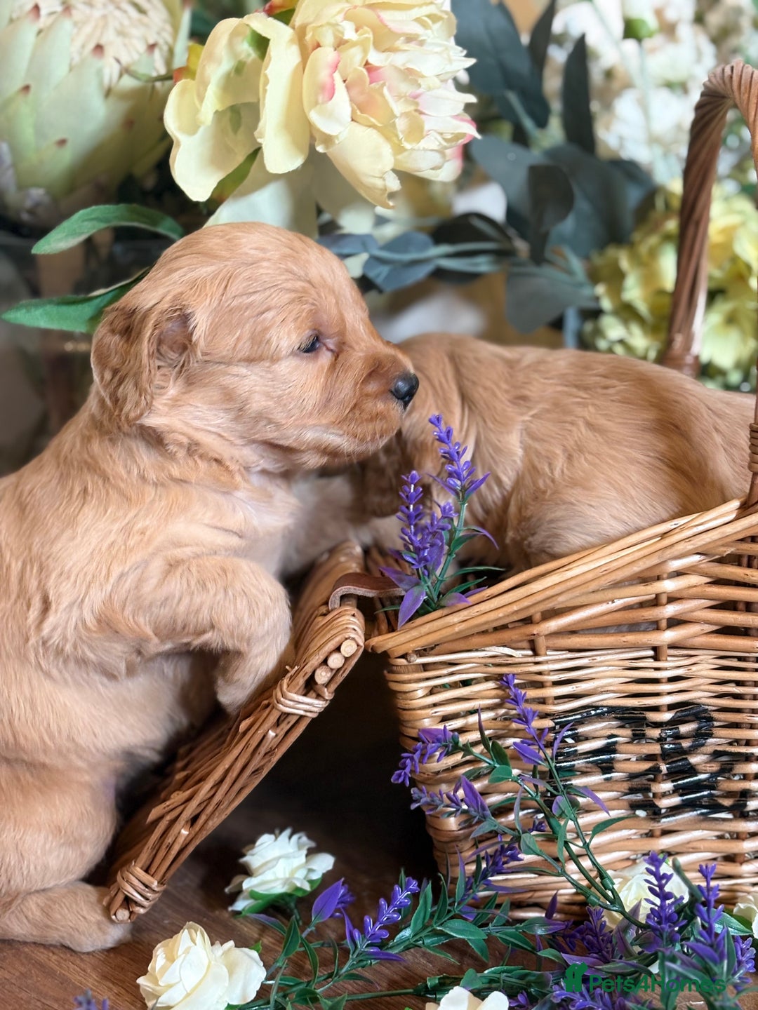 Mini Goldendoodle dogs for sale: Health tested Minature dark red/golden doodles  - Image 28