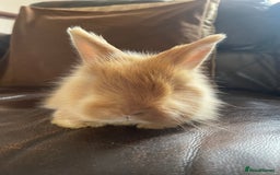 Mixed Breed rabbits for sale: Angora x Lionhead Female Looking For Home  - Image 19