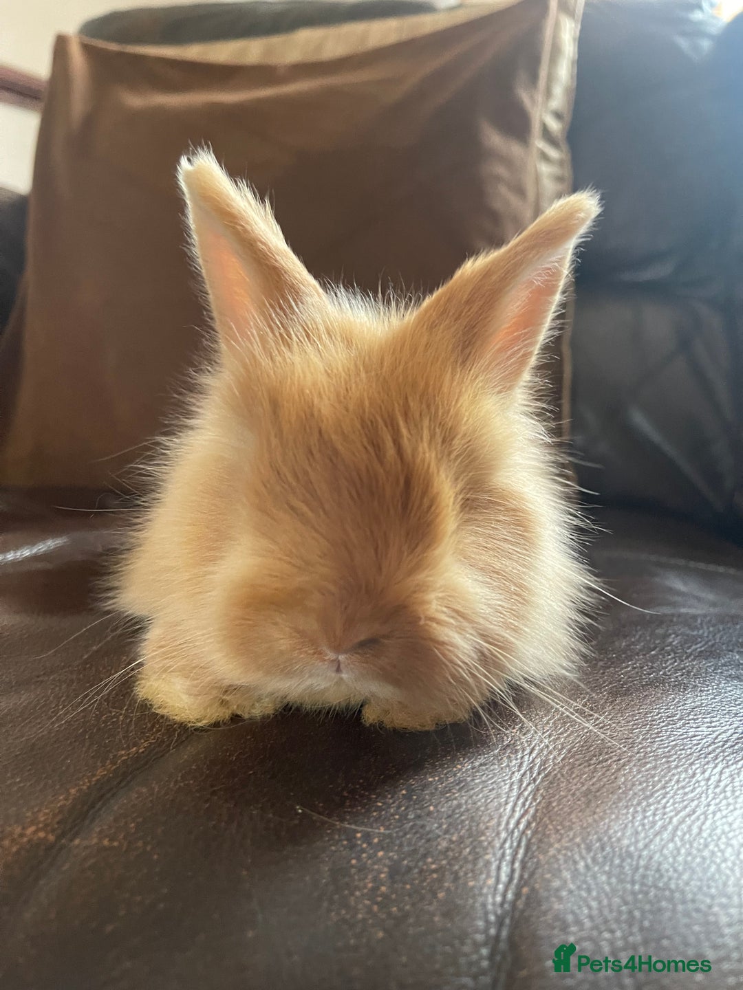 Mixed Breed rabbits for sale: Angora x Lionhead Female Looking For Home  - Image 19