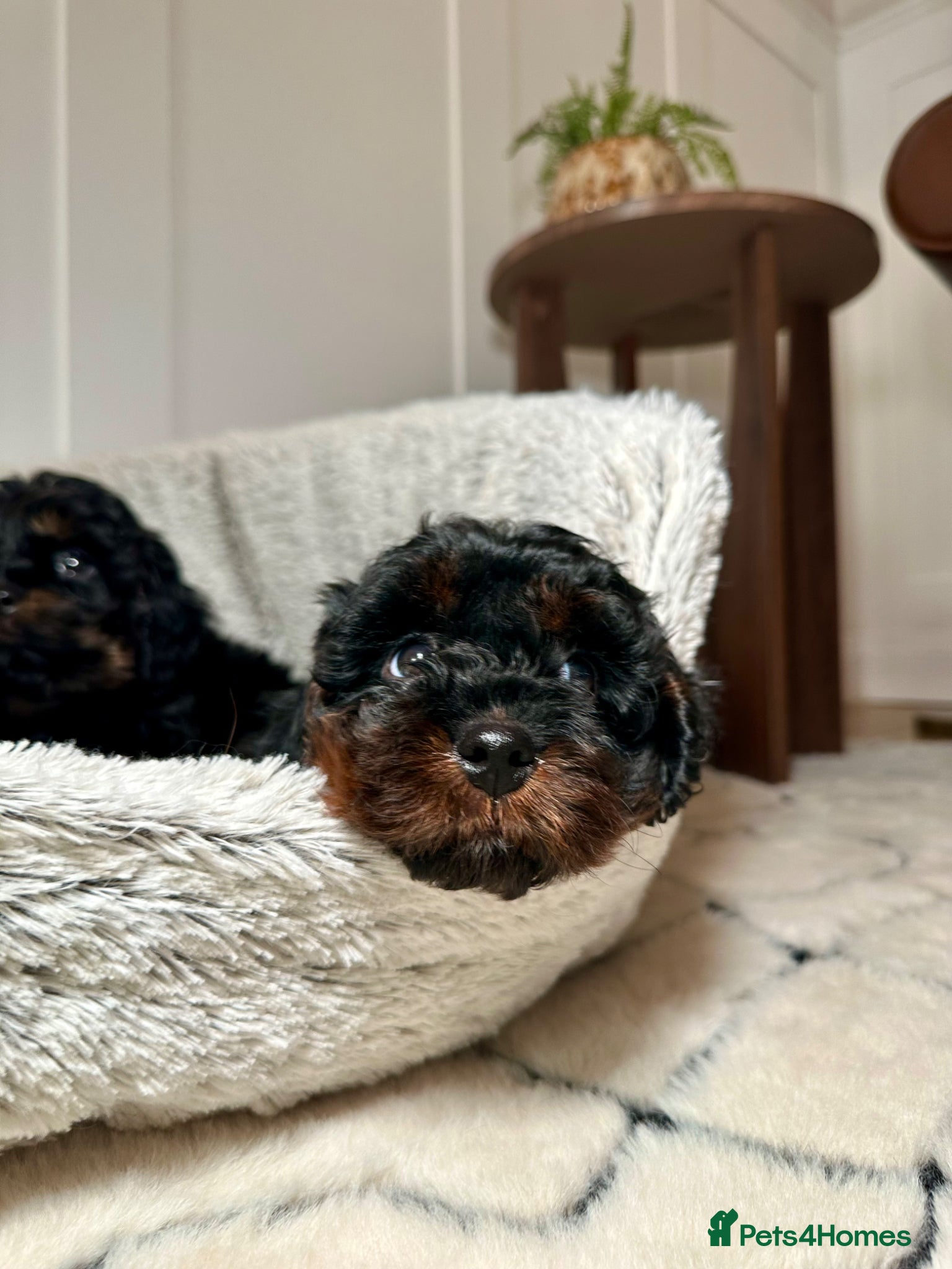 Cavapoo dogs Adorable Cavapoo puppies. Health tested Parent.  - Advert 1