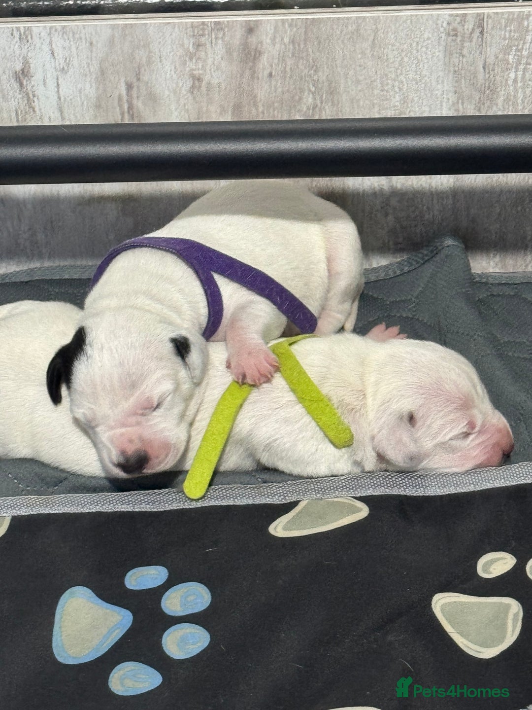 Dalmatian dogs for sale: KC Registered Dalmatian pups! - Advert 10