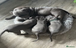 Staffordshire Bull Terrier dogs for sale: Blue staffy - Image 4
