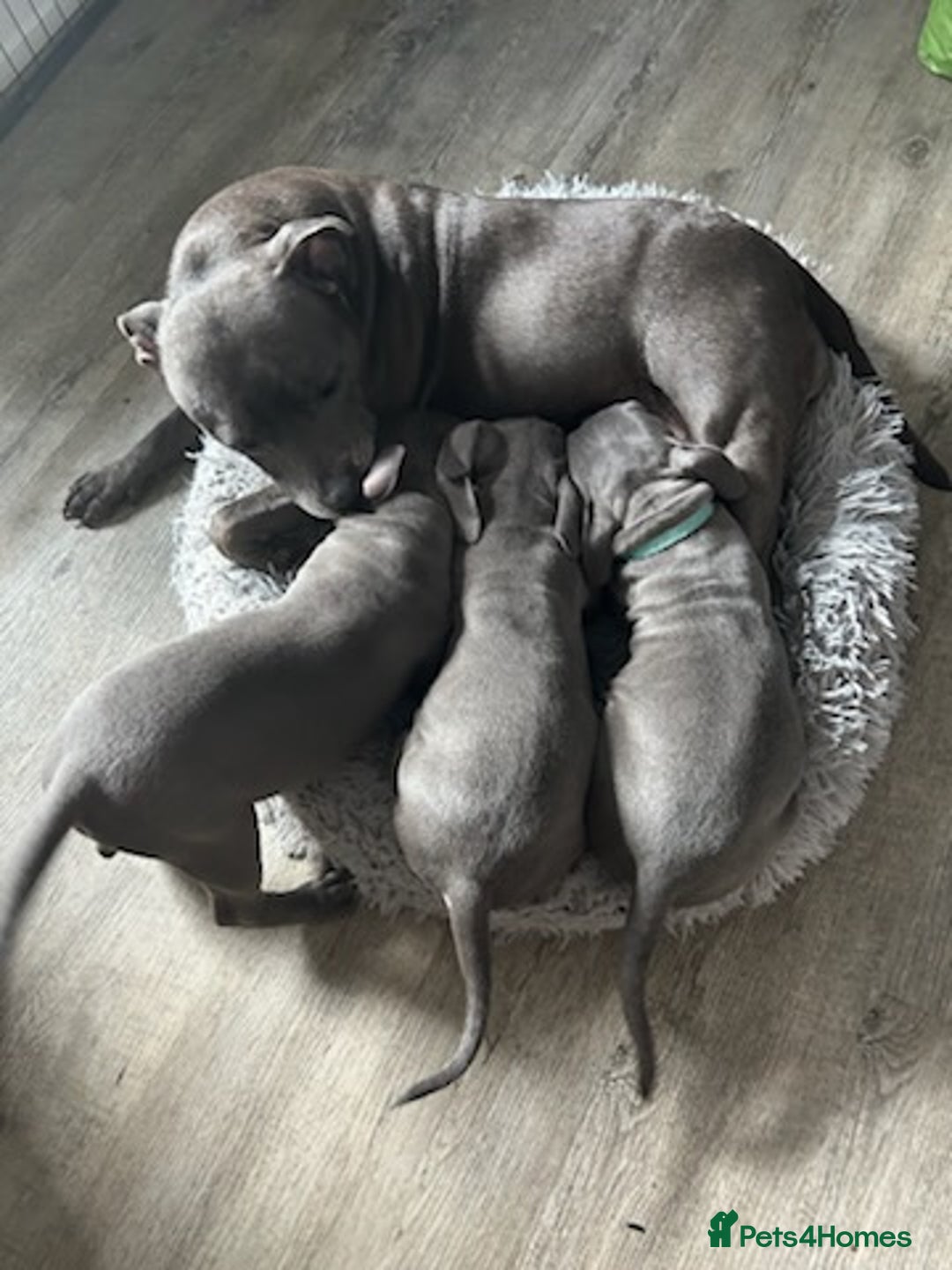 Staffordshire Bull Terrier dogs for sale: Blue staffy - Image 4