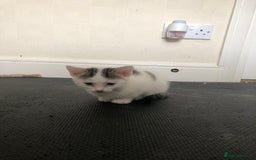 Mixed Breed cats for sale: 6 kittens - Image 2