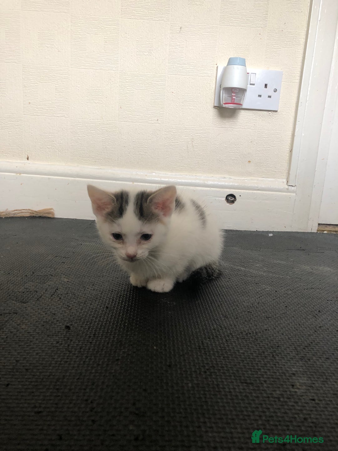 Mixed Breed cats for sale: 6 kittens - Image 2