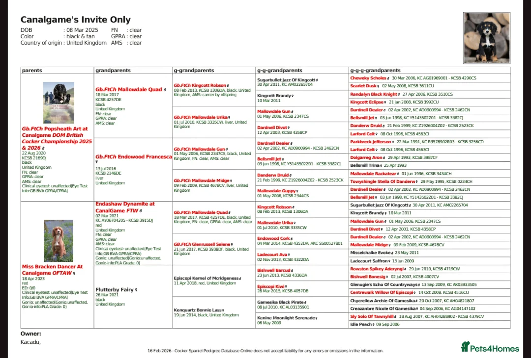 Cocker Spaniel dogs for stud: FTCH X OFTAW Health Tested Stud - Advert 2