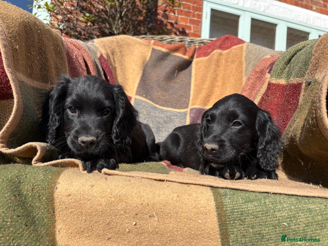 Cocker Spaniel dogs for sale: Beautiful Cocker Spaniel Puppies 🖤🧡 - Image 5