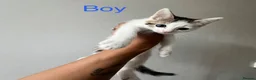 Mixed Breed cats for sale: Half Ragdoll and tabby kittens available - Advert 8