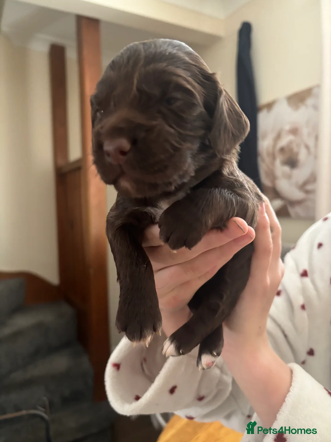 Sprocker dogs for sale: Beautiful litter of working Sprocker spaniels  in Crewe - Advert 1