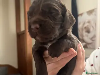 Sprocker dogs Beautiful litter of working Sprocker spaniels in Crewe - Advert 1