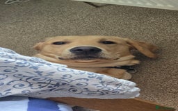 Labrador Retriever dogs for sale: Wanted loving home for bear  - Image 2
