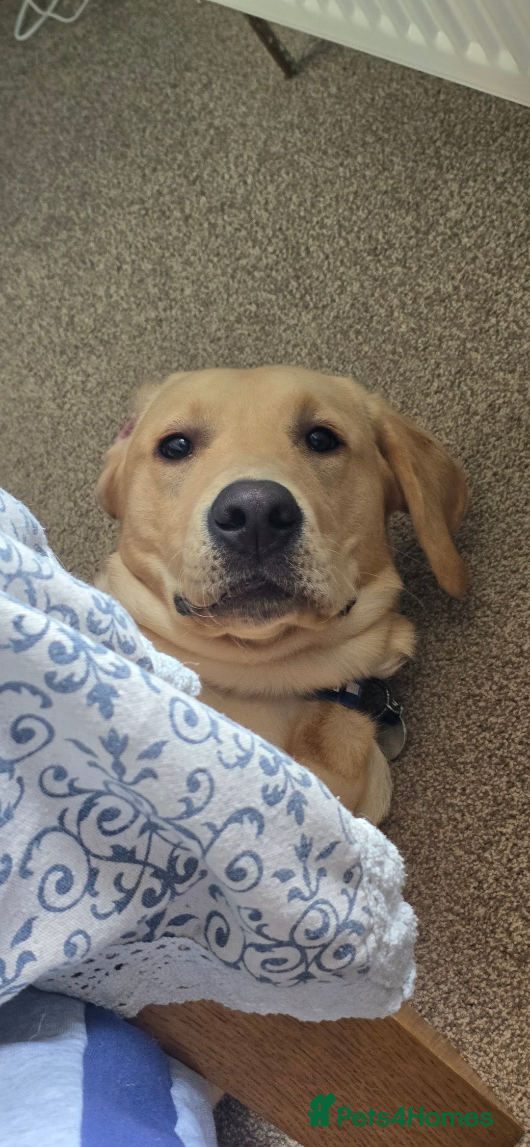 Labrador Retriever dogs for sale: Wanted loving home for bear  - Image 2