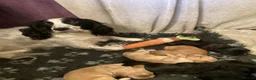 Cocker Spaniel dogs for sale: Cocker spaniel pups  - Advert 6