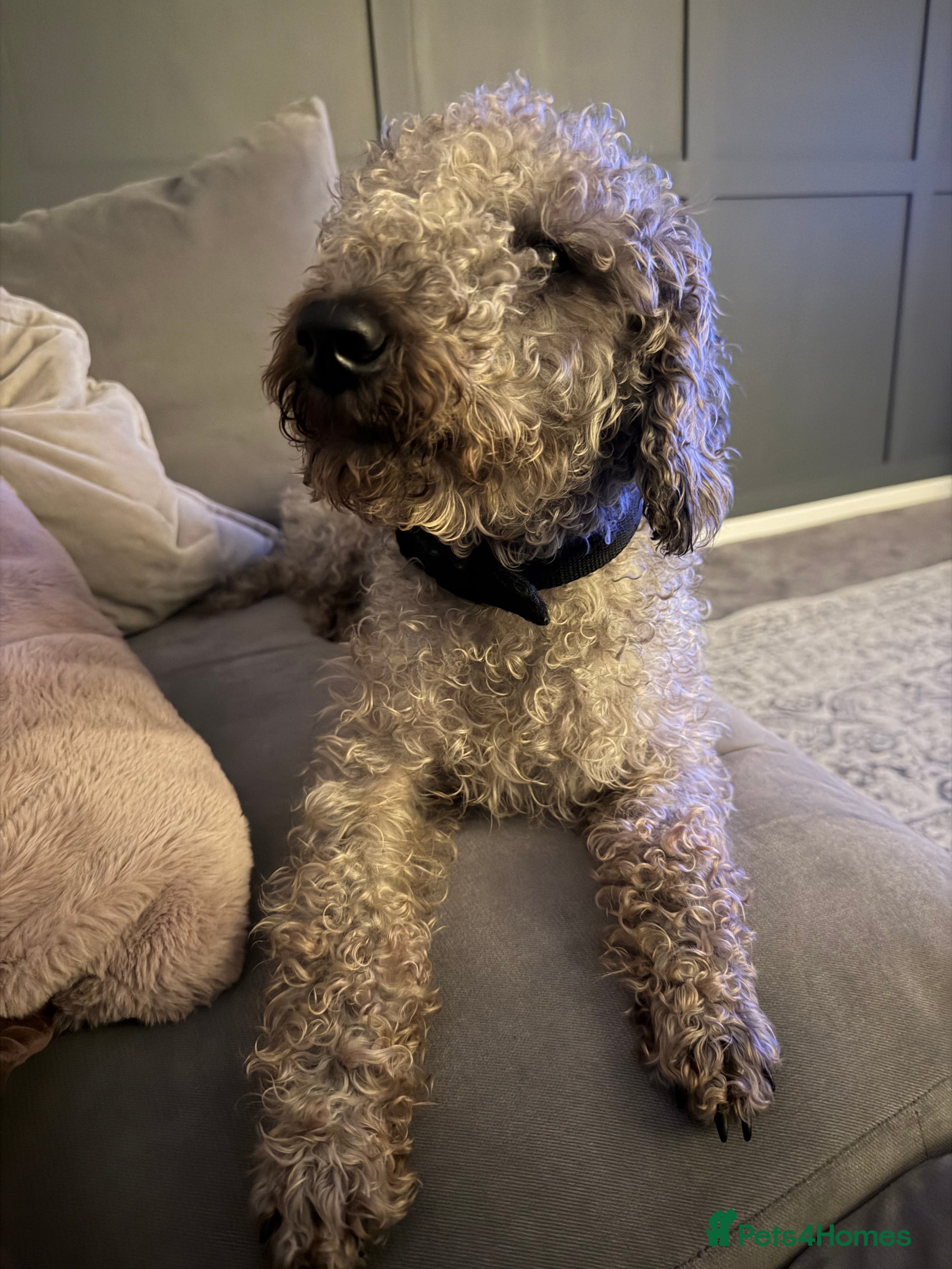 Bedlington Terrier dogs KC Registered Bedlington Terrier Puppy - Advert 2