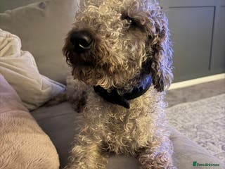 Bedlington Terrier dogs KC Registered Bedlington Terrier Puppy - Advert 2