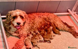 Cavapoo dogs for sale: Beautiful F1b Cavapoo's 🧬 DNA Tested Parents - Image 15
