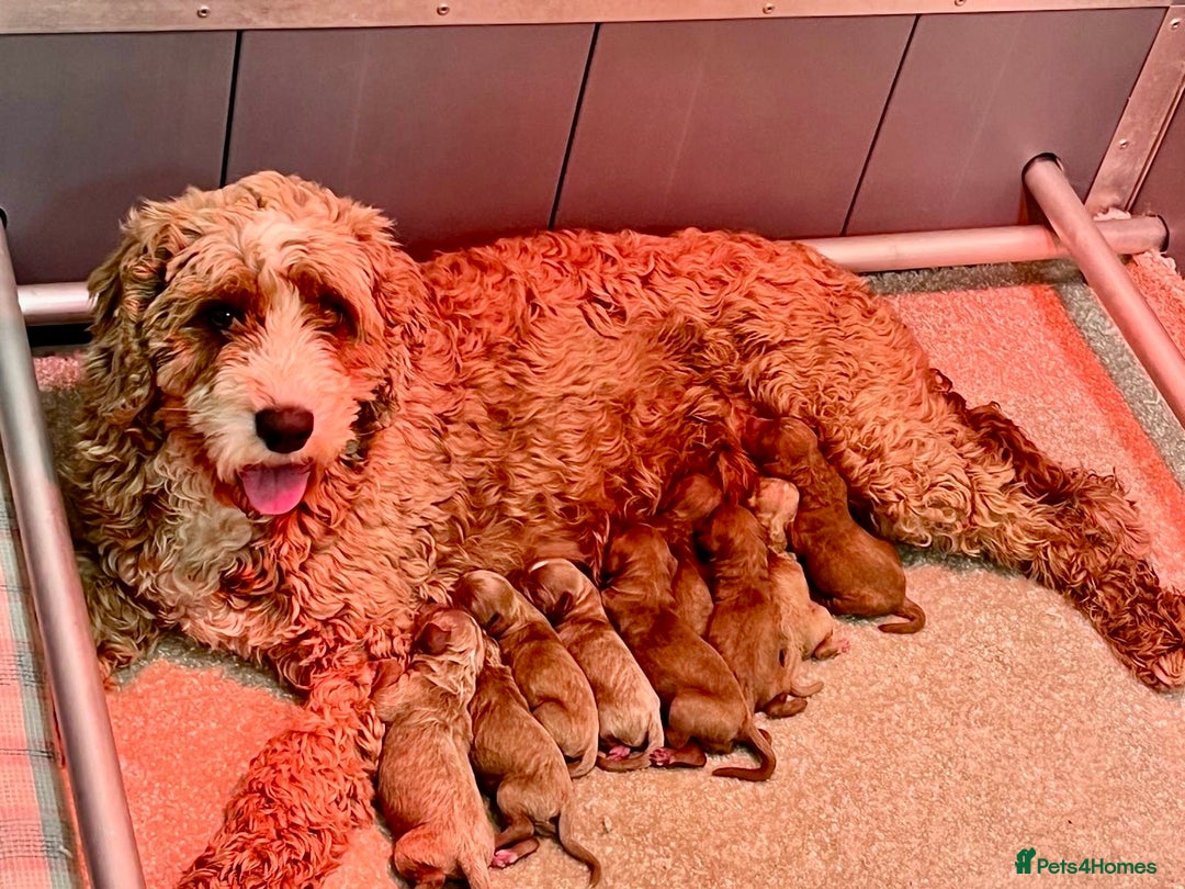 Cavapoo dogs for sale: Beautiful F1b Cavapoo's 🧬 DNA Tested Parents - Image 15