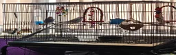 Budgerigars birds for sale: Male and female budgies in Manchester - Advert 7