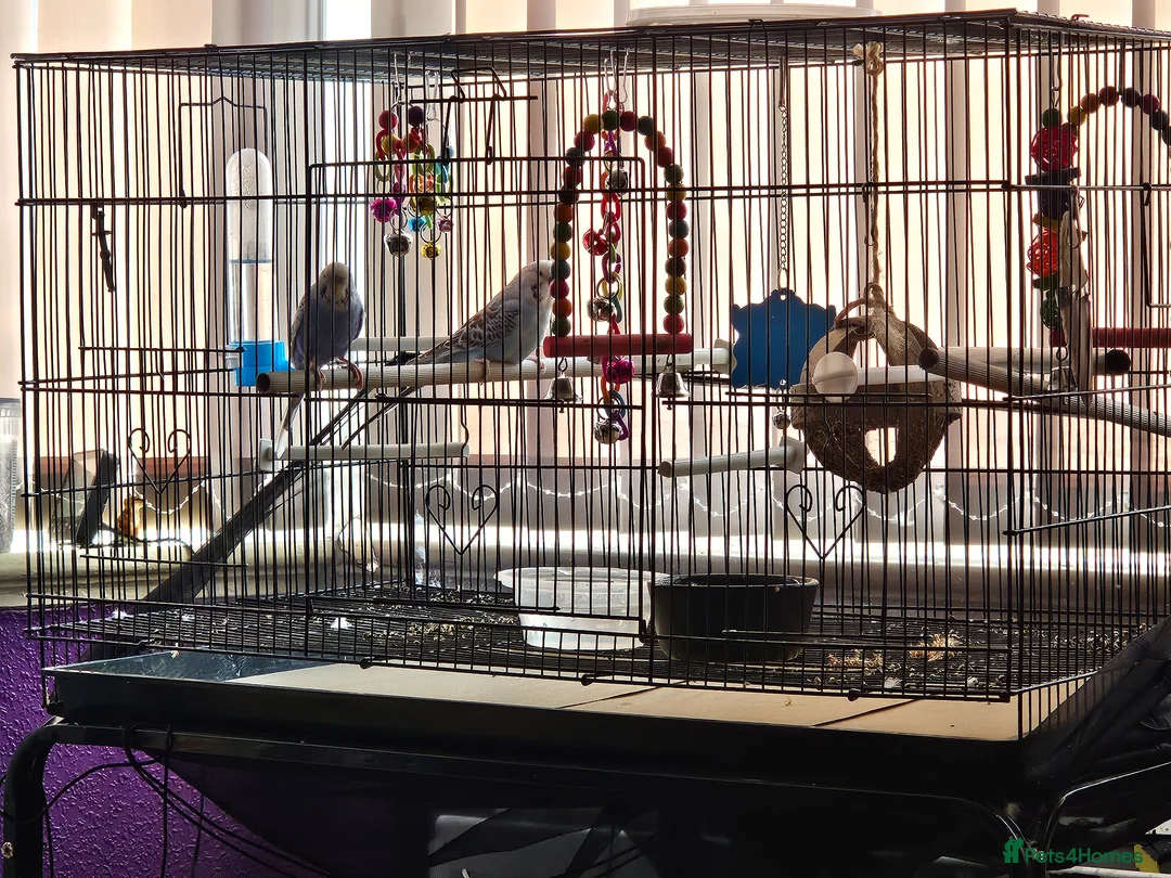 Budgerigars birds for sale: Male and female budgies in Manchester - Advert 7