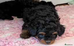 Pomapoo dogs for sale: Gorgeous Pomapoo puppies  - Image 7