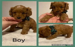 Cavapoo dogs for sale: Toy F1b cavapoos  - Advert 4