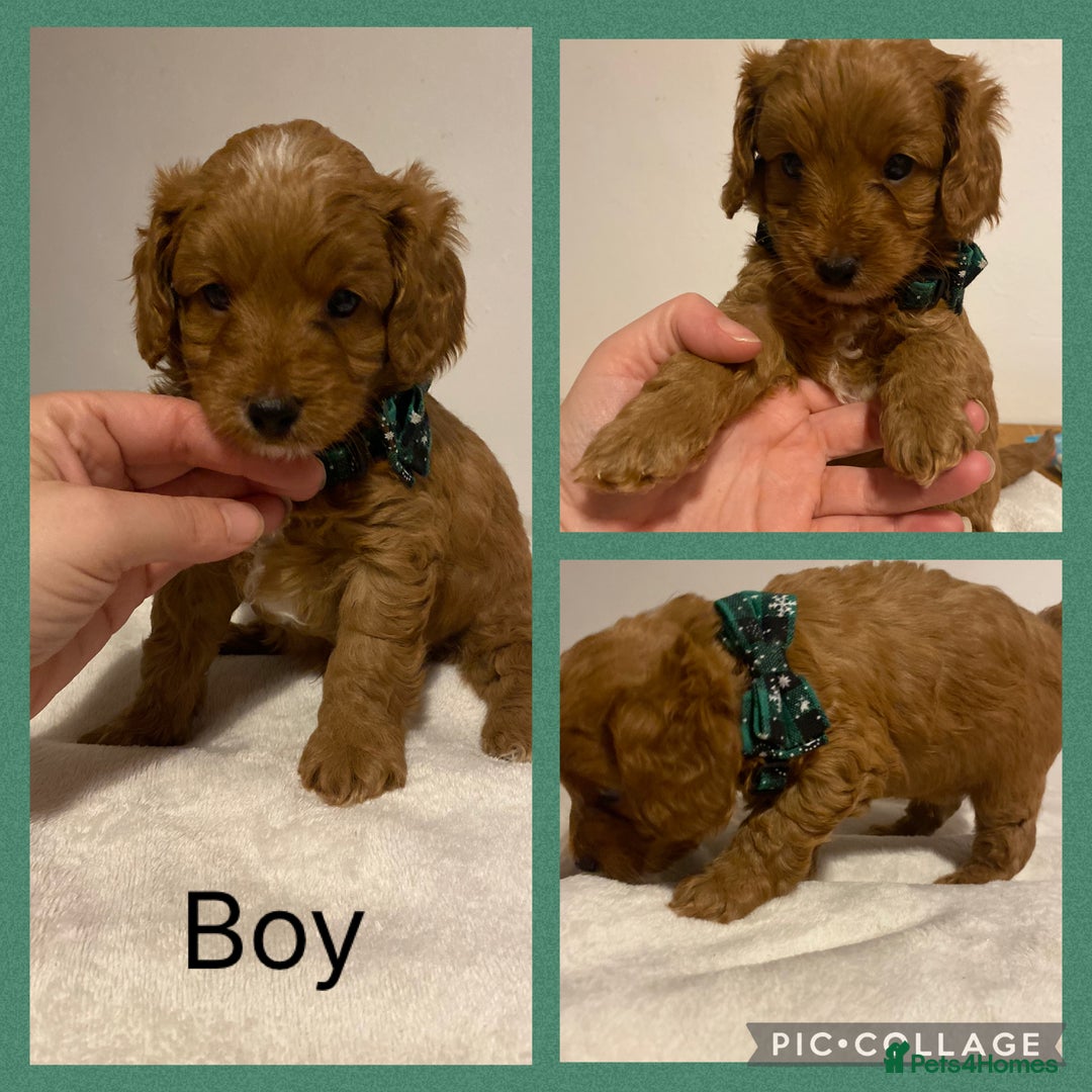 Cavapoo dogs for sale: Toy F1b cavapoos  - Advert 4