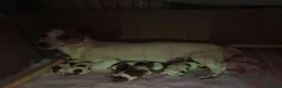 Jack Russell dogs for sale:  Minature Jack Russell Terrier Puppies. - Advert 4