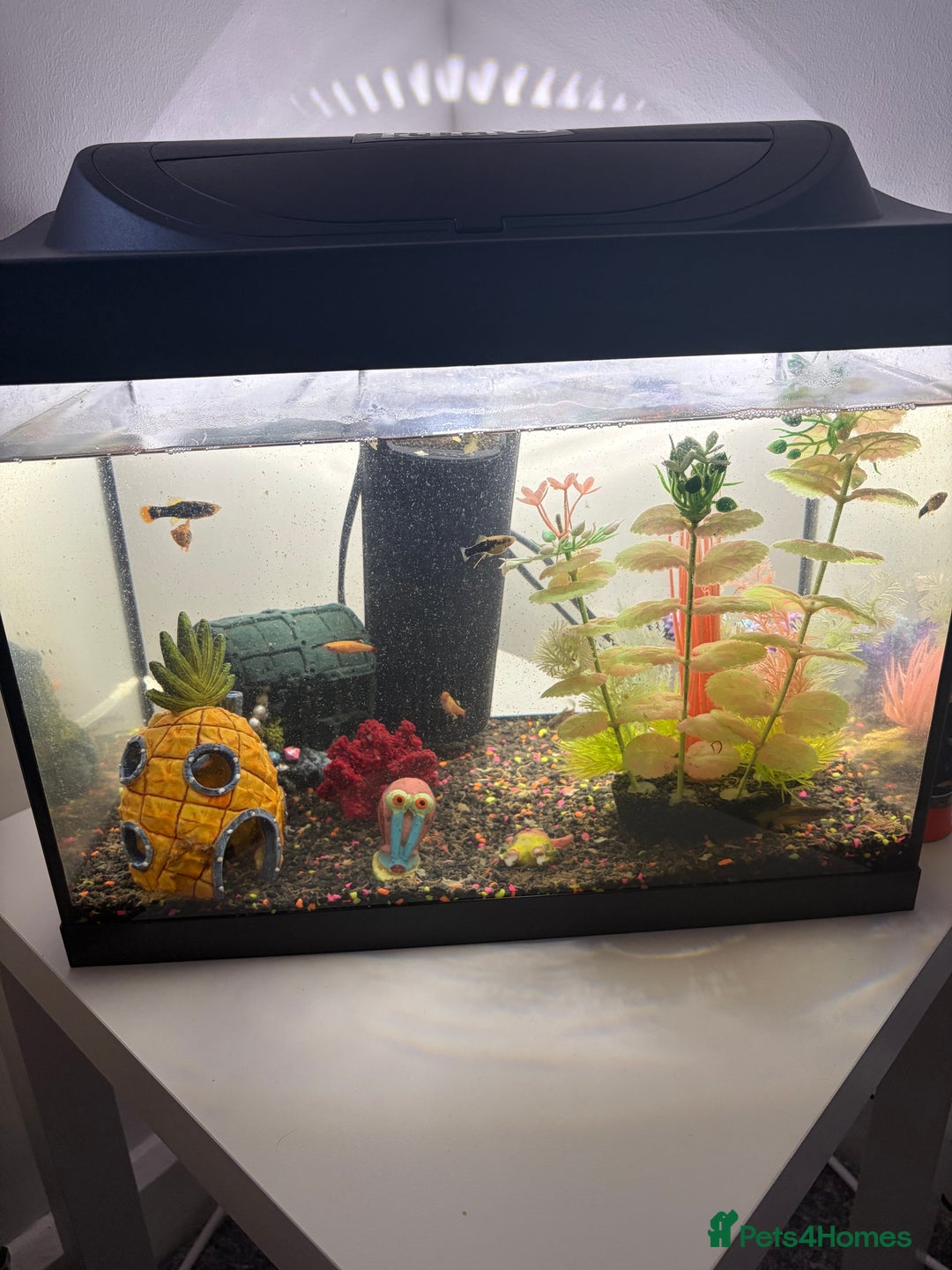 Fancy Goldfish fish for sale: goldfish - Advert 1