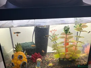 Fancy Goldfish fish goldfish - Advert 1