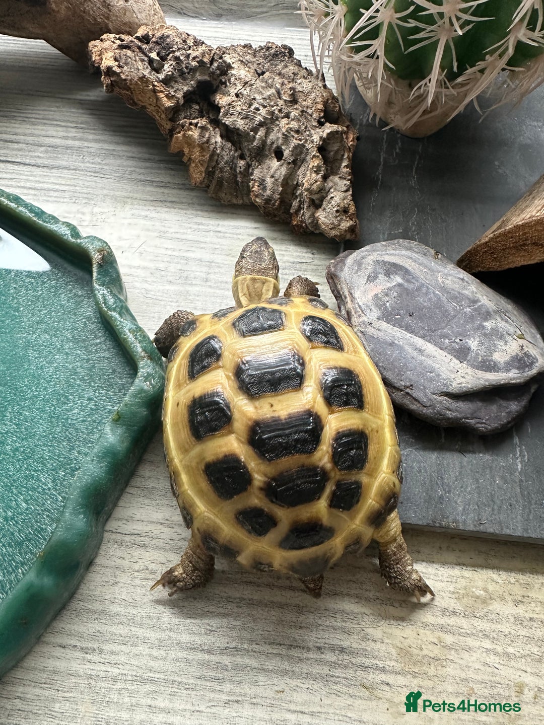 Tortoise reptiles for sale: 5 year old horsfield tortoise and full set up  - Advert 1