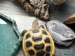 Tortoise reptiles 5 year old horsfield tortoise and full set up - Advert 1
