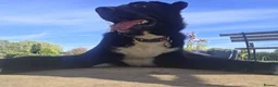 Mixed Breed dogs for adoption: 🐾 Roscoe–Lovable, Loyal & a Little Bit Clumsy! ❤️ in Worcester - Advert 7
