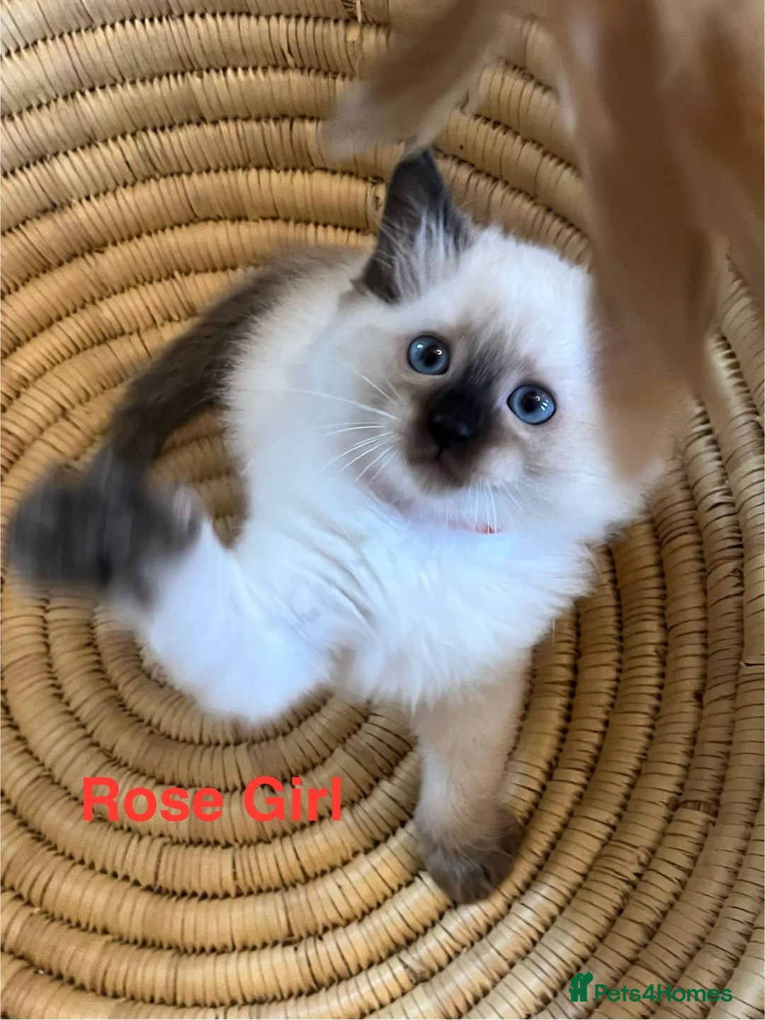 Ragdoll cats for sale: Quick sale - Image 6