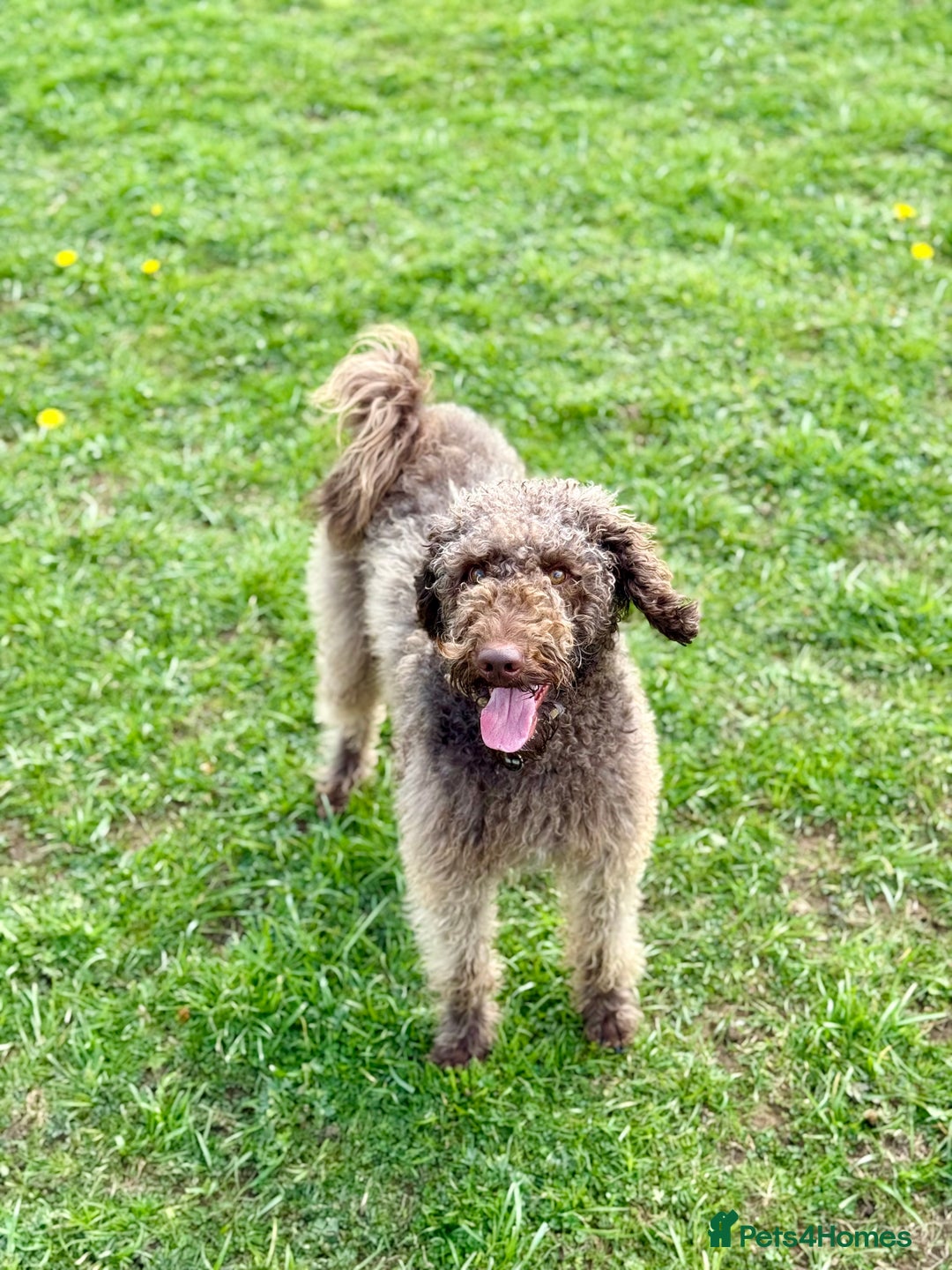 Mixed Breed dogs for sale: Goldendoodle/Australian double doodles  - Image 23