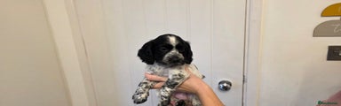 Cocker Spaniel Puppy 2
