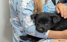 German Shepherd dogs for sale: Gorgeous German Shepherd Puppies - Image 5