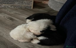 Old English Sheepdog dogs for sale: Kennel Club Reg Old English Sheepdog Puppies - Image 5