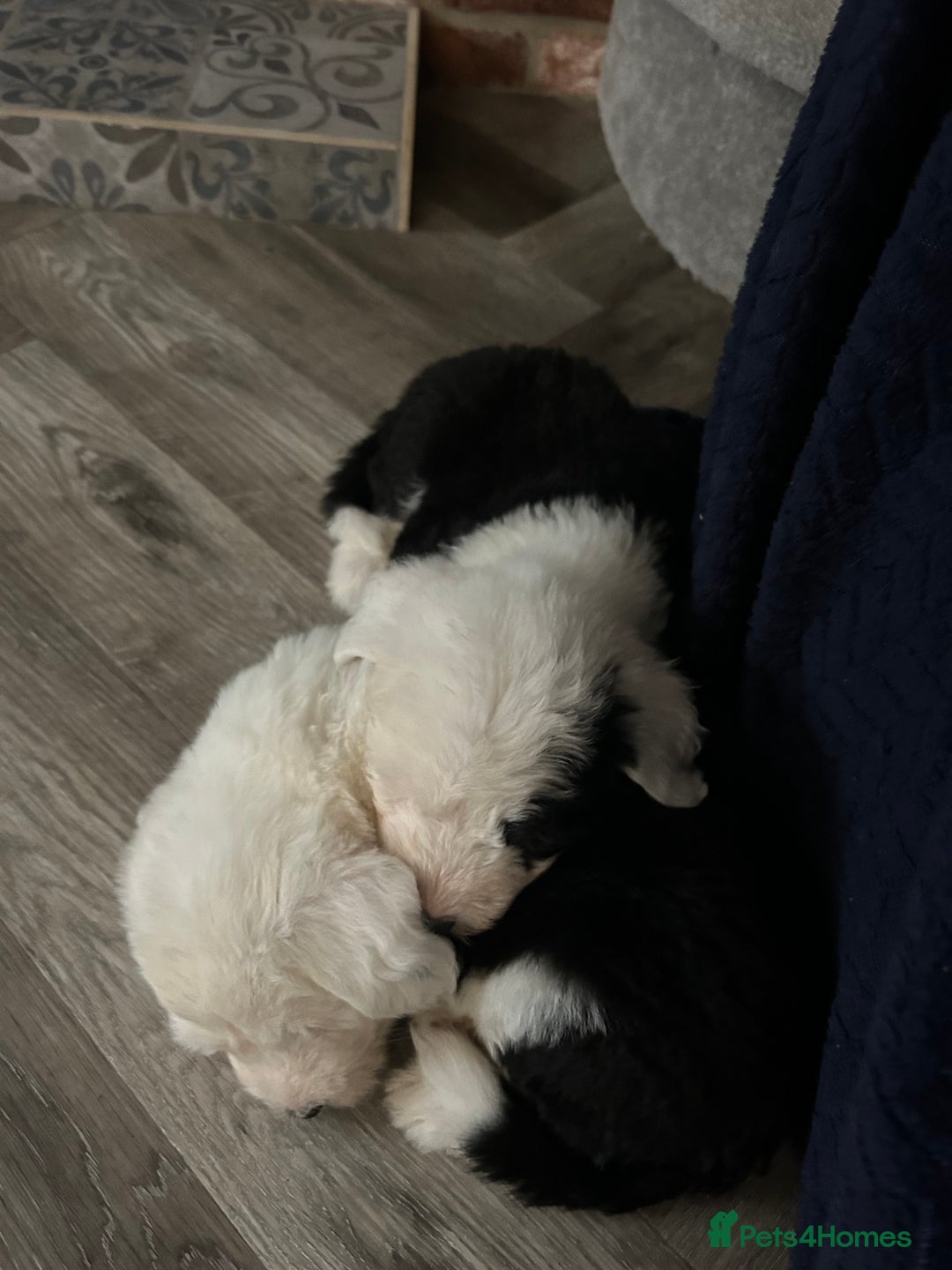 Old English Sheepdog dogs for sale: Kennel Club Reg Old English Sheepdog Puppies - Image 5