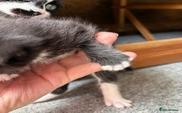 Mixed Breed cats for sale: Maine Coon mix  - Image 9